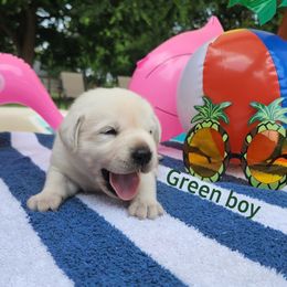 Labrador Retriever Puppies from Texas Finest English Labradors