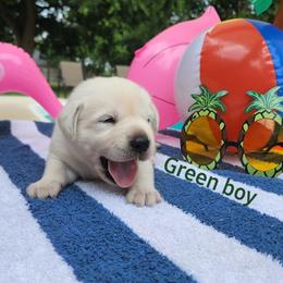 Labrador Retriever Puppies from Texas Finest English Labradors