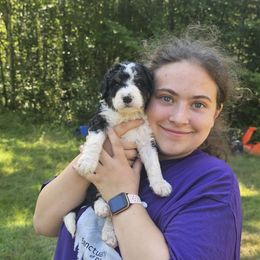 Uno - Tri-color male Bernedoodle puppy in Candia, New Hampshire from Joyful Pastures Homestead