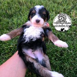 Phantom - Phantom male Bernedoodle puppy in Graham, Texas from 2 Rose Ranch Doodles