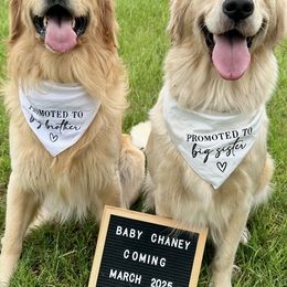 Golden Retriever puppies from Homeward Bound Goldens