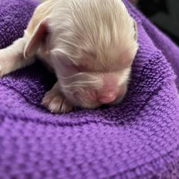 Cocker Spaniel Puppies from Avidity Cockers