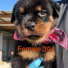 Female 394 - Black and mahogany female Rottweiler puppy in Ocala, Florida from Southeast Companion & Protection Dogs