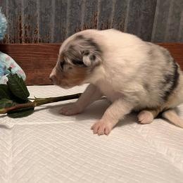 Collie Puppies from A/K Rough Collies
