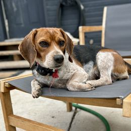 Emmylou - Black tan and redtick female Beagle puppy in Peyton, Colorado from Bluebonnet Kennels