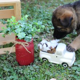 German Shepherd Puppies from Stonewick German Shepherds