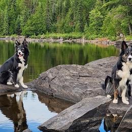 Border Collies from Zealous Border Collies