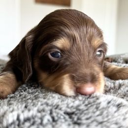 GEORGIE - Chocolate and tan male Dachshund puppy in Fort Worth, Texas from Chadwick Farms Mini Dachshunds
