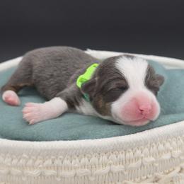 German Shepherd and Pembroke Welsh Corgi Puppies from J&R Shepherds & Corgis