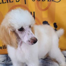 Poodle Puppies from Shellie’s Poodle Patch