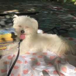 Koko  - Chinese Crested