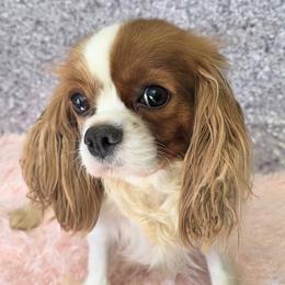 Calypso - Cavalier King Charles Spaniel