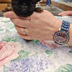 Bill - Belge Brussels Griffon puppy in Columbus, Ohio from Last Knight Kennels and Greyhawk Kennels