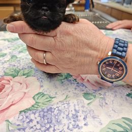 Bill - Belge Brussels Griffon puppy in Columbus, Ohio from Last Knight Kennels and Greyhawk Kennels