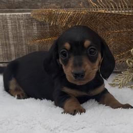 Abby - Black and tan female Dachshund puppy in Desloge, Missouri from Snows Doxies