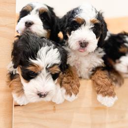 Bernedoodle, Goldendoodle, and Poodle Puppies from Teddy Doodles & Standard Poodles