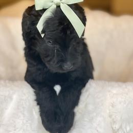 Bella - Black female Labradoodle puppy in San Antonio, Texas from I Love U Back Labradoodles, LLC
