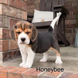 Honeybee - Black tan and white female Beagle puppy in Mansfield, Missouri from Rippee Creek Kennel