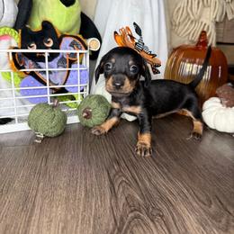 Blossom - Black and tan female Dachshund puppy in Los Angeles, California from Mini Doxies R Us