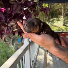 Fireball - Red sable male Chinese Shar-Pei puppy in Auburn, Kansas from Justin's Chinese Shar-Pei