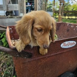 Dachshund Puppies from Boot Scootin Pups
