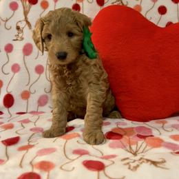 Hunter - Apricot male Goldendoodle puppy in Stroudsburg, Pennsylvania from Momma’s Mini Goldendoodles