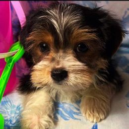 Yorkipoos and Yorkshire Terriers from Louisiana Pets Yorkies and Yorkiepoos