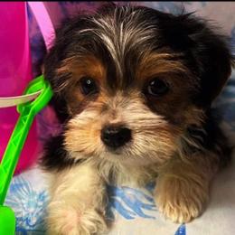 Yorkipoos and Yorkshire Terriers from Louisiana Pets Yorkies and Yorkiepoos