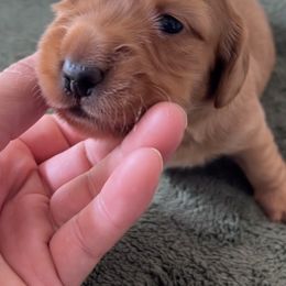 Dachshund Puppies from Lil Sausage Co