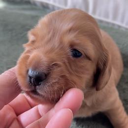 Dachshund Puppies from Lil Sausage Co