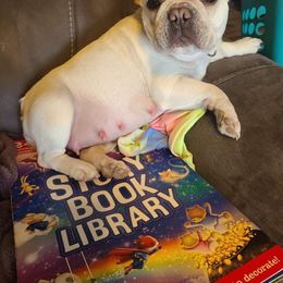 Roxie - French Bulldog