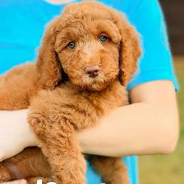 Rookie - Red  male Goldendoodle puppy in Hartwell, Georgia from BellaDoodles