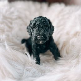 Girl 7 - Bernedoodle puppy in Yatesville, Georgia from High Hopes Doodles
