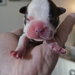 Orange - Seal and white male Boston Terrier puppy in Clinton Township, Michigan from Greenberg's Boston Terriers & Bullies of Metro Detroit
