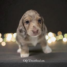 Spot - Chocolate and cream male Dachshund puppy in Oklahoma City, Oklahoma from OkieDoxieland Dachshunds
