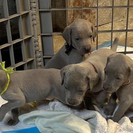 Weimaraner Puppies from Von Luchbach Weimaraners