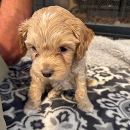 Boy 1 - Buff male Cockapoo puppy in Dahlonega, Georgia from Loveable Cockapoos
