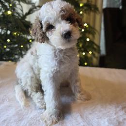 Black collar Levi - Cream male Goldendoodle puppy in Bristol, Tennessee from 4goldendoodles