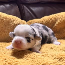 Girl 1 - female American Corgi puppy in Payson, Illinois from Creek Farm Corgis
