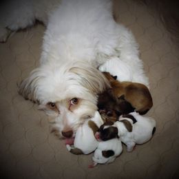 Havanese Puppies from Cloud 9 Havanese