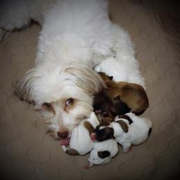 Havanese Puppies from Cloud 9 Havanese