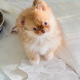 Exotic Rose. price 9980 - Chocolate sabled fawn female Chihuahua puppy in Santa Rosa Beach, Florida from Eva's Chihuahua