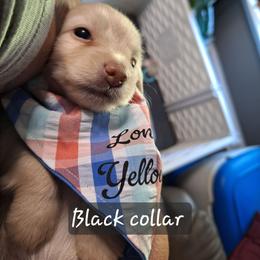Male Number Three- Black - Cream male Dachshund puppy in Gordon, Georgia from Long Dogs Yellow Farm