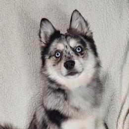 Pomskies from Puppy Pack