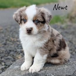 Boy 2 - Red merle Australian Shepherd puppy in Yakima, Washington from Naches Heights Ranch