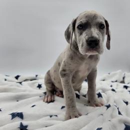 Roman - Merle male Great Dane puppy in Kannapolis, North Carolina from Carolina Great Danes & Toy Poodles