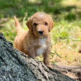 Theodore - Red  male Goldendoodle puppy in Charleston, Arkansas from Lazy S Aussies