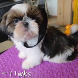 Girl 4 - female Shih Tzu puppy in Riverside, California from Raincross Shih Tzu