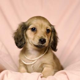 Donna price is 5000dollars - Cream female Dachshund puppy in Crystal, Michigan from Mare-bella Dachshunds