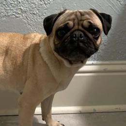Pugs from Pug Nation Puppies